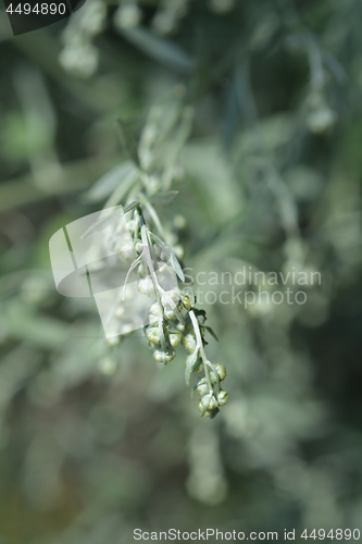 Image of Common wormwood