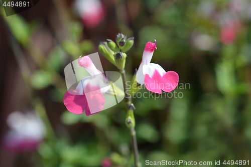 Image of Sage Pink lips