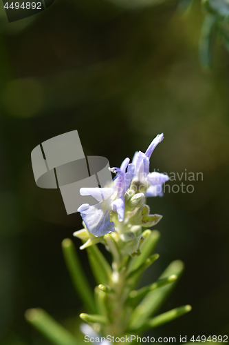 Image of Rosemary flower