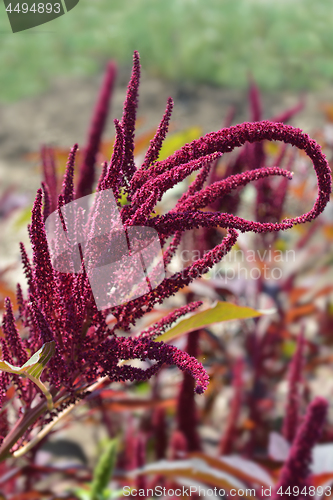 Image of Purple Amaranth Velvet Curtains