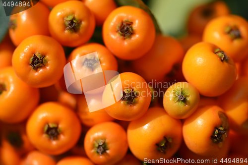 Image of Orange Firethorn