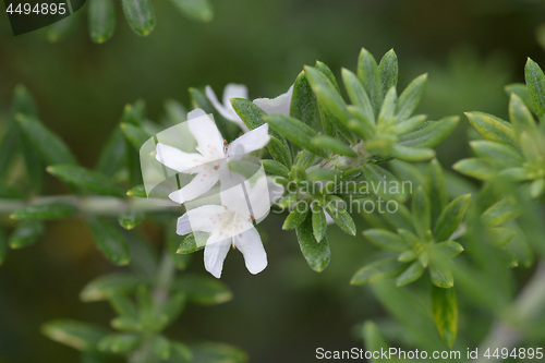 Image of Coastal rosemary