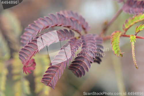Image of Silk tree Summer Chocolate
