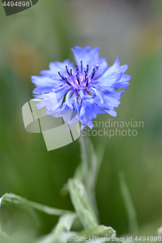 Image of Cornflower