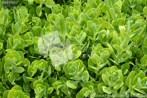 Image of Showy stonecrop