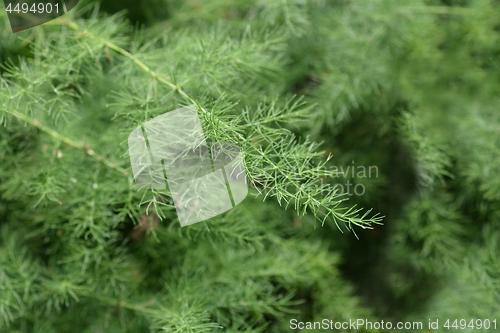 Image of Narrow-leaved asparagus