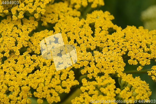 Image of Gold plate yarrow