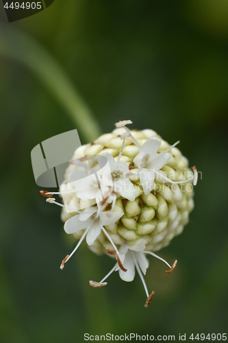 Image of Giant scabious