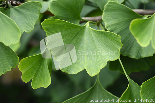 Image of Ginkgo