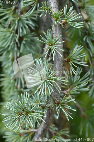 Image of Blue Atlas cedar Glauca Pendula