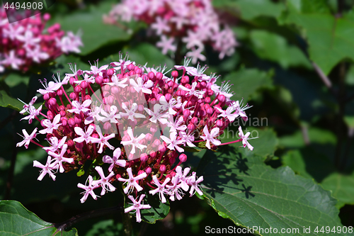 Image of Rose glorybower