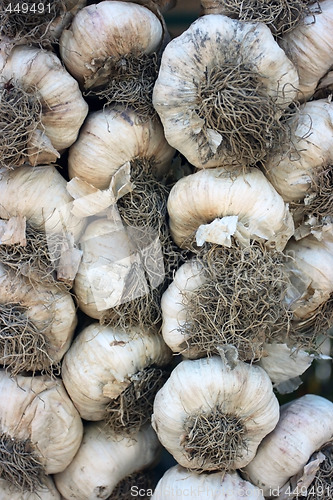 Image of Garlic