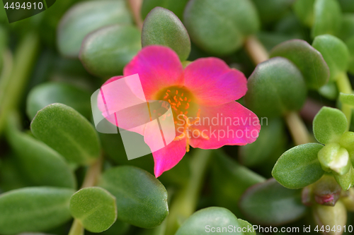 Image of Wingpod purslane