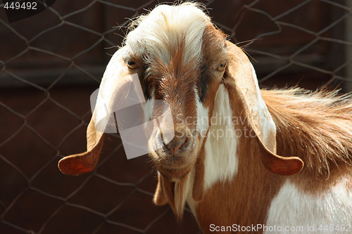 Image of Lop-eared goat