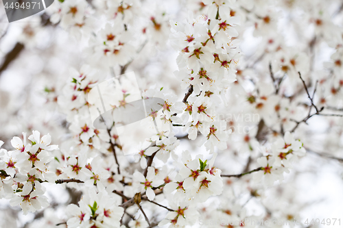 Image of White flowers background.