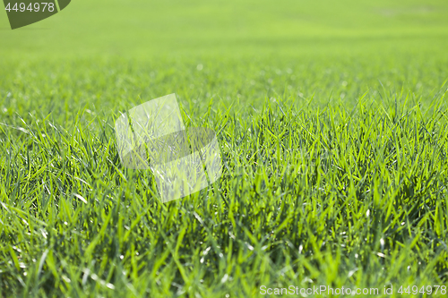 Image of Field of green grass