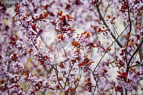 Image of Pink peach flowers background