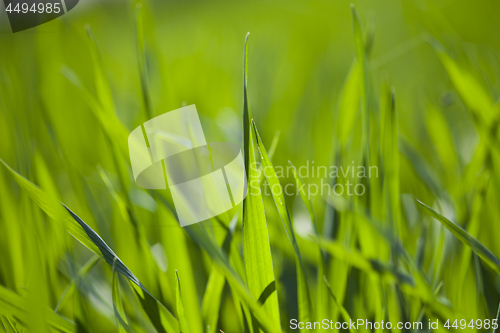 Image of Field of green grass.