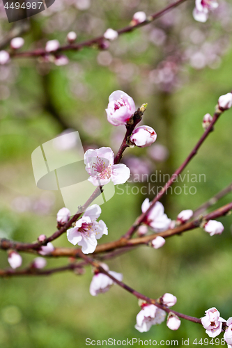 Image of Pink peach flowers.