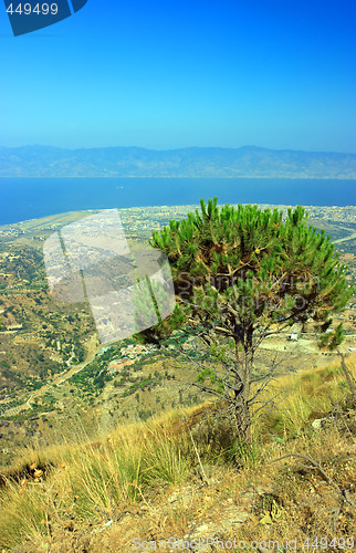 Image of Pine of Aspromonte