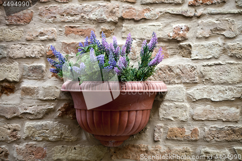 Image of Flower pot with lavender plant on antique brick wall