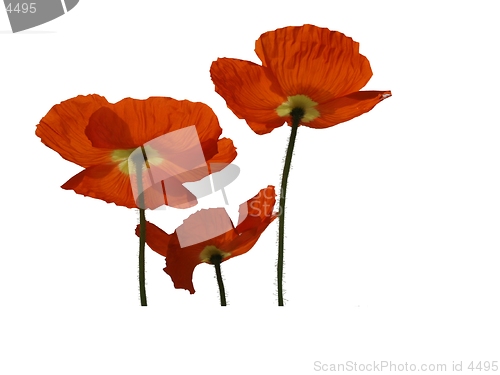 Image of poppy-designer