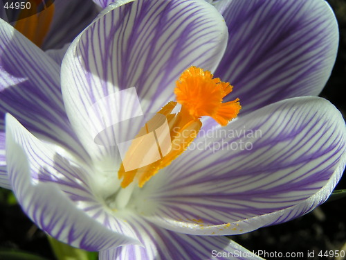 Image of Crocus