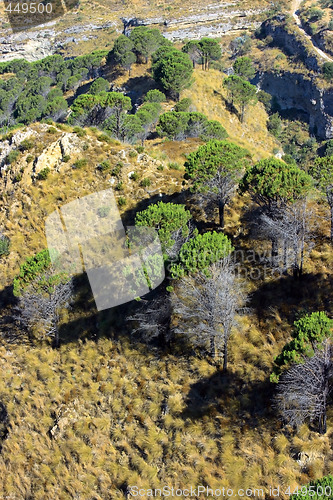 Image of Pines of Aspromonte