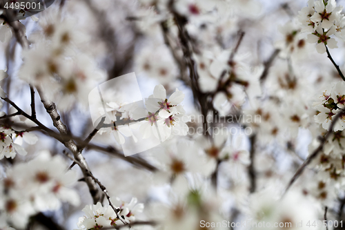 Image of White flowers background.
