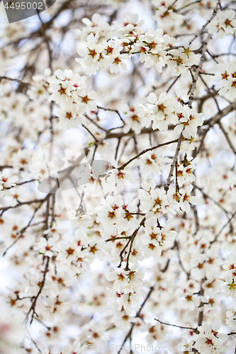 Image of White flowers background.