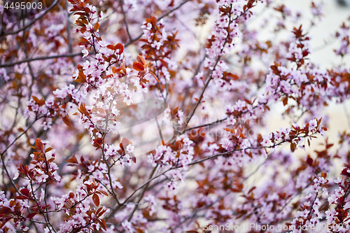 Image of Pink peach flowers background.