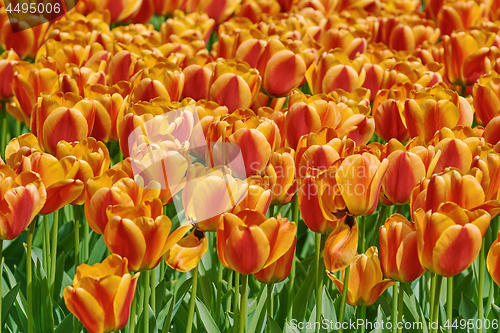 Image of Red and Yellow Tulips