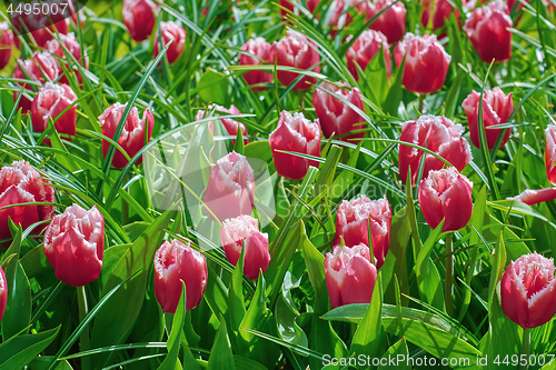 Image of Red Tulips in Grass