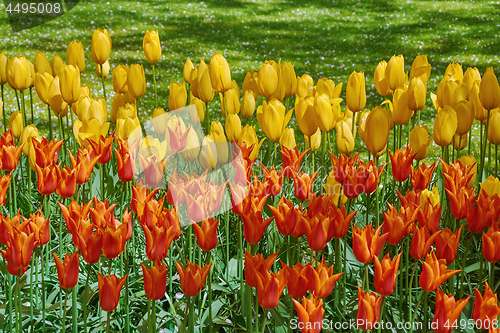 Image of Red and Yellow Tulips