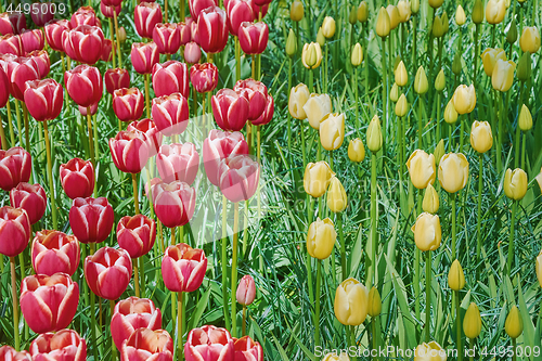 Image of Red and Yellow Tulips