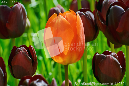 Image of Red Flower of Tulip