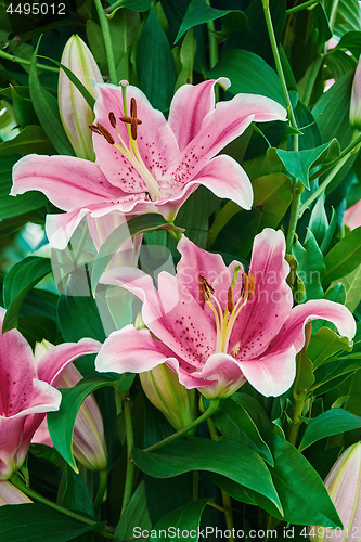 Image of Pink Lilium Flowers