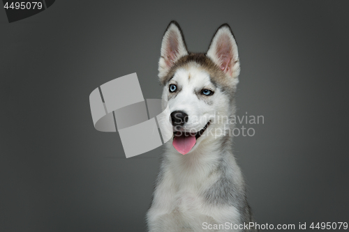 Image of Cute husky puppy dog