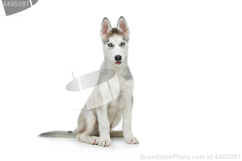 Image of Cute husky puppy dog