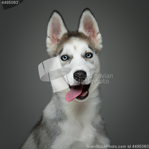 Image of Cute husky puppy dog