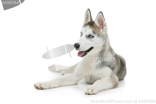 Image of Cute husky puppy dog