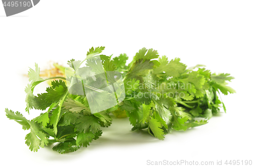 Image of Coriandrum sativum leaves