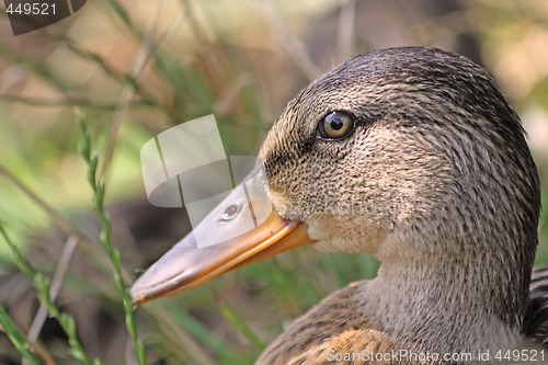 Image of Duck