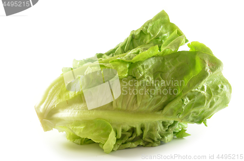 Image of Romain lettuce isolated