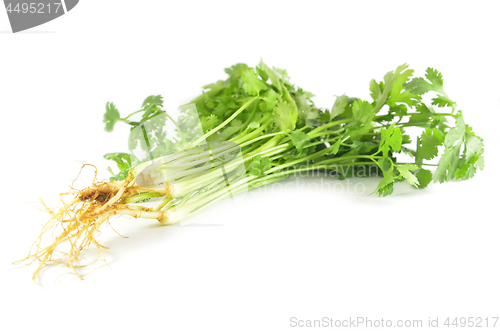 Image of Coriandrum sativum leaves