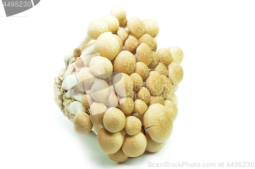 Image of Fresh beech mushroom