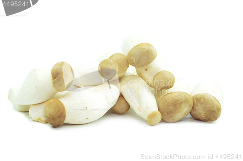 Image of Organic baby king oyster mushrooms