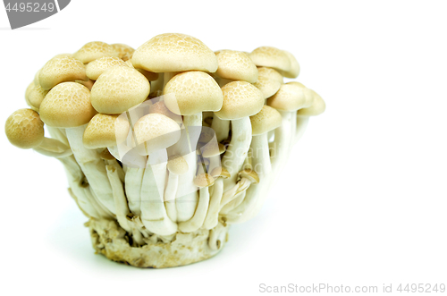 Image of Fresh beech mushroom