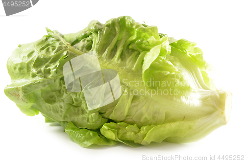 Image of Romain lettuce isolated