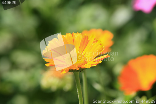 Image of Calendula